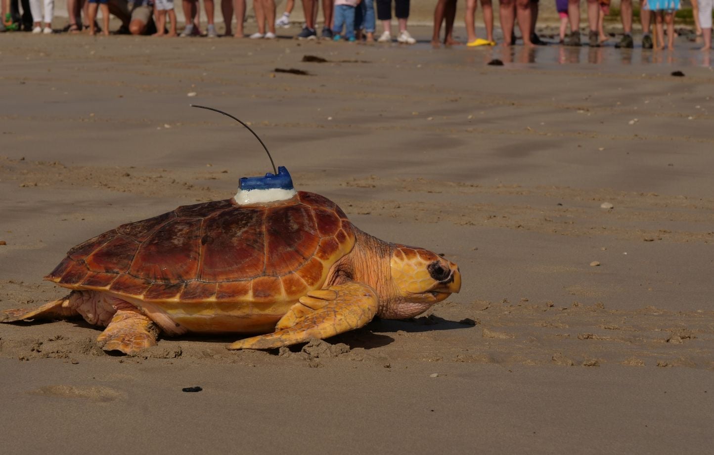 Regreso al océano de 33 tortugas bobas recolectadas por el acuario de La Rochelle Regreso al océano de 33 tortugas bobas recolectadas por el acuario de La Rochelle